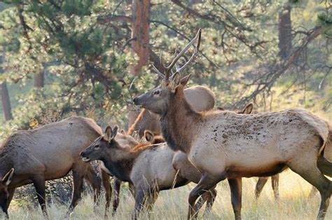 Herd of Elk