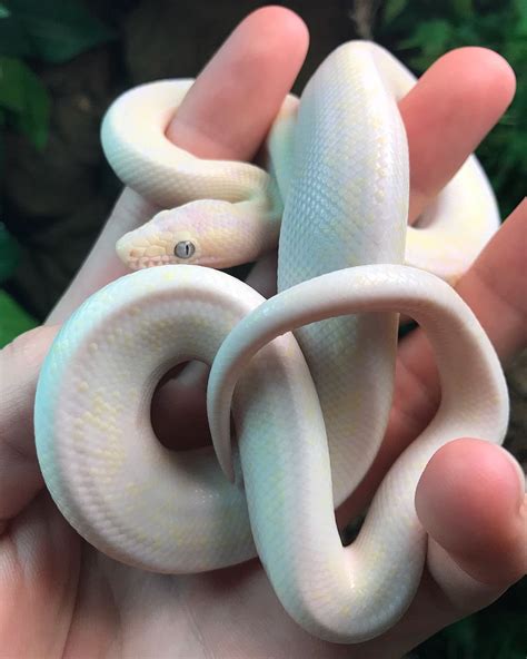 Buy Baby Blue Eyed Leucistic Colombian Rainbow Boa | Best 1