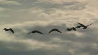 Stock video of geese flying silhouette | 91534 | Shutterstock