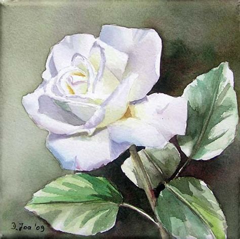 Small painting of a white Rose - watercolor by Doris Joa - Watercolor ...