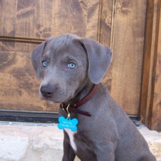 Prime Blue Lacy Puppies In Texas Gallery – Animal lovers love to have ...