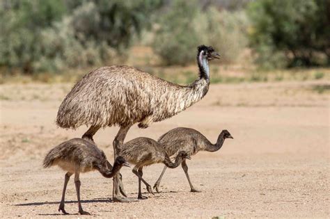 National Bird Of Australia, Birds Of Australia, Australian Continent, Australian Birds, Facts ...