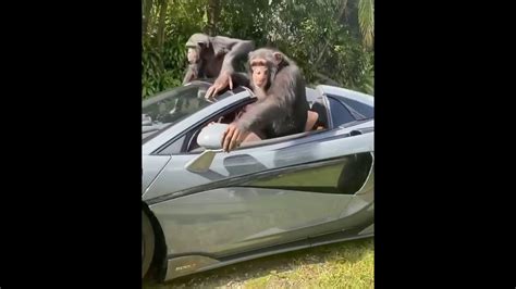 Monkeys Driving in a McLaren - Monkey Flexing Original - YouTube