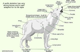 Wolf Anatomy | Anatomy Of The Body