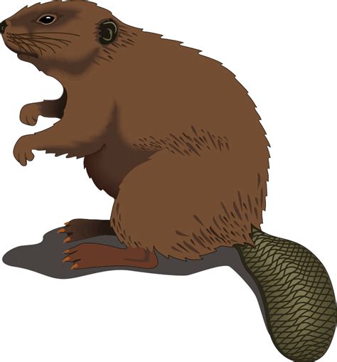 Beaver - ClipArt Best