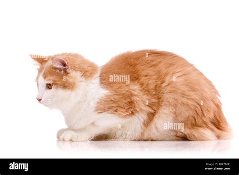 Side view of a beautiful domestic cat with white and red fur lying on a white background Stock ...