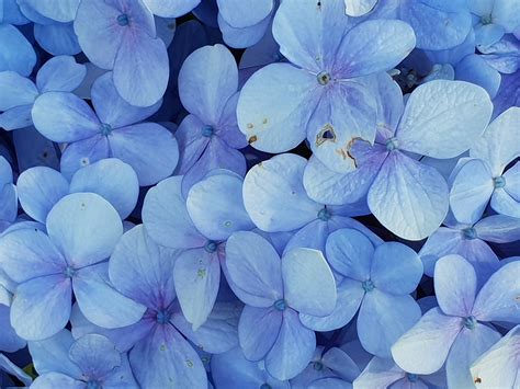 Close-up Photo of Blue Petaled Flowers · Free Stock Photo