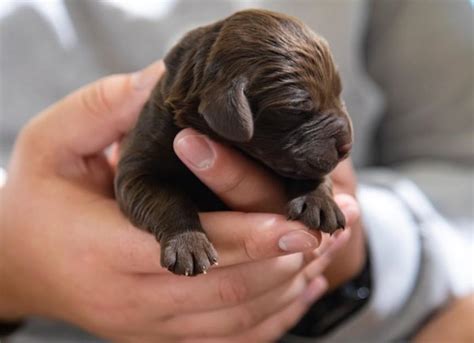 Caring for Newborn Puppies | PetMD