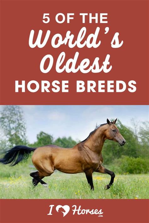 5 Of The Oldest Horse Breeds In The World | Pony breeds, Horses, Horse ...