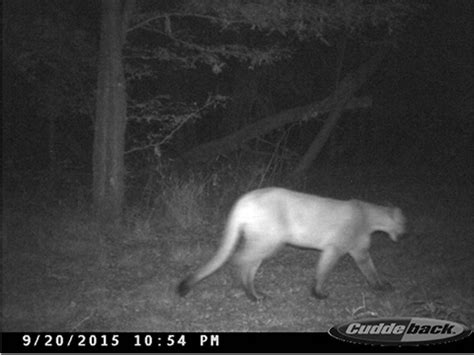 Mountain Lions sightings are increasing in Sumner County… But so are bobcats, coyotes and deer ...