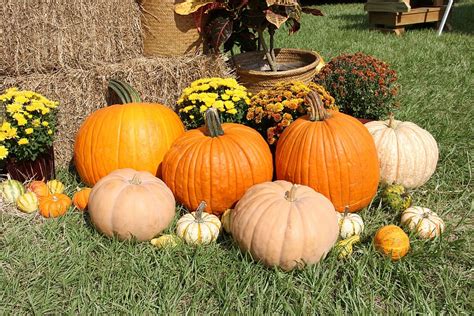 HD wallpaper: Photo of Field Full of Pumpkins, 4k wallpaper, dawn ...