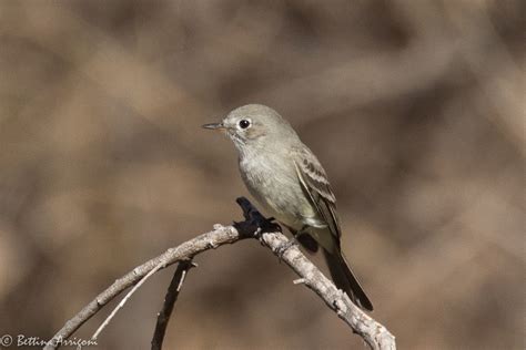 Gray Flycatcher | San Pedro House | Sierra Vista | AZ|2018… | Flickr