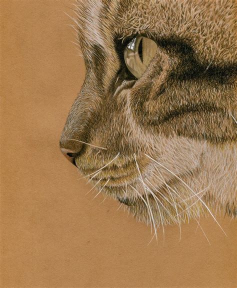 Colored Pencil Drawings Of Animals - pencildrawing2019