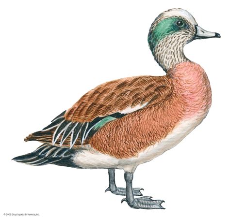 Wigeon | Dabbling Duck, Dabbling Ducks, Anas Penelope | Britannica