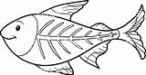 X Ray Fish Coloring Page At GetColoringscom  Free Printable Colorings sketch template