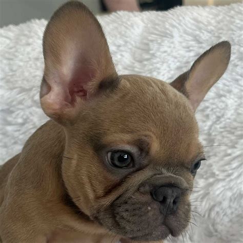 Blue Fawn Frenchie for Sale - Heavenly Puppies