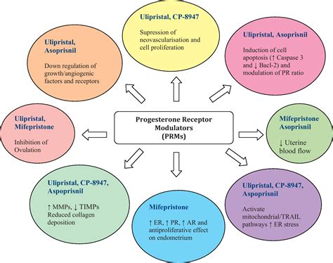 Progesterone and progesterone receptor modulators in the management of symptomatic uterine ...