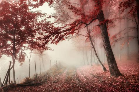 Wallpaper : fall, leaves, trees, red, outdoors 2560x1707 ...