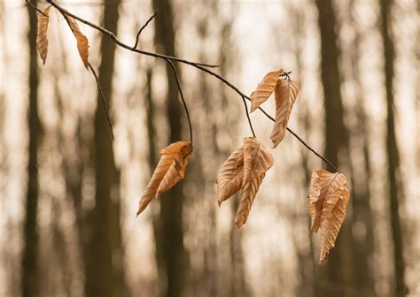 Dry Leaves Free Stock Photo - Public Domain Pictures