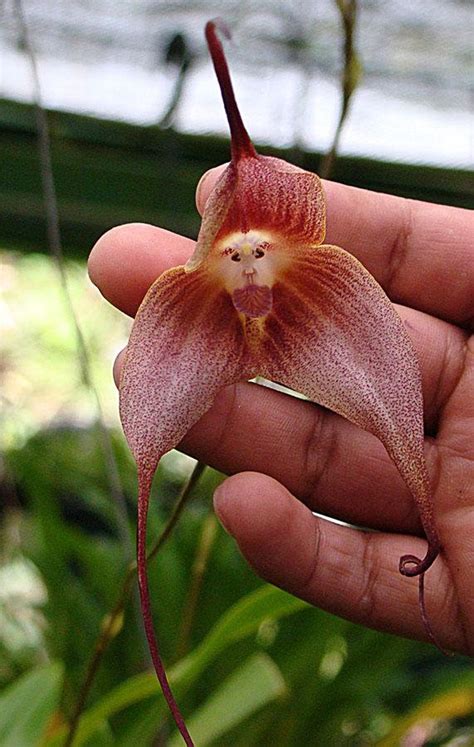 'Monkey orchids' look like they have cute little monkey faces in the ...