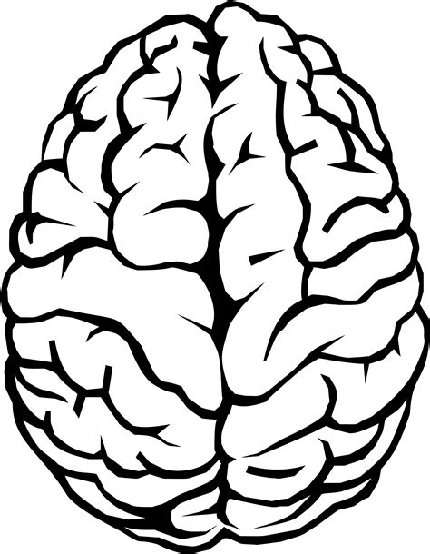 Psychology clipart brain function, Psychology brain function ...