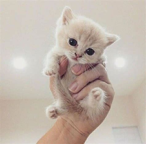 Baby Cute Little Kittens : new born | Kittens cutest, Kittens, Newborn kittens - We have ...