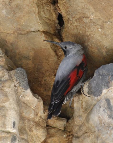 Wallcreeper by Sue Lawlor - BirdGuides