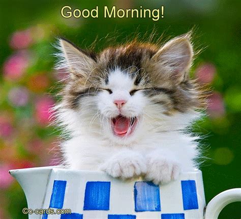 Good Morning – Smiley Cat - Good Morning Wishes & Images