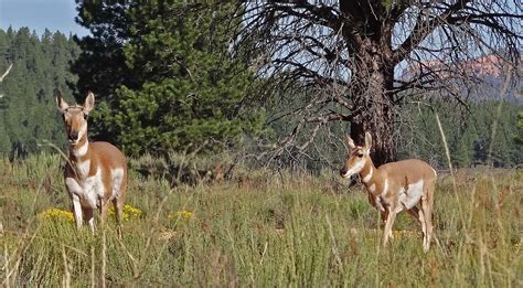 Bryce Canyon wildlife | Pronghorn (antelope) | Betsy McCully | Flickr