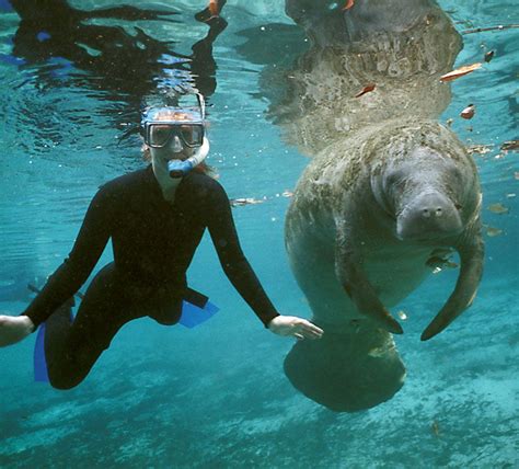 Watch as a breathtaking herd of gentle manatees greet vacationers ...