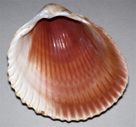 Dinocardium robustum (Atlantic giant cockle shell) (Sanibe… | Flickr