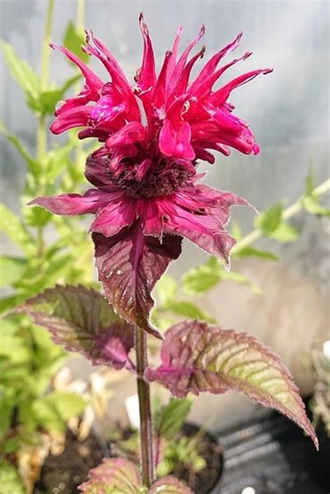 Monarda 'Cambridge Scarlet'