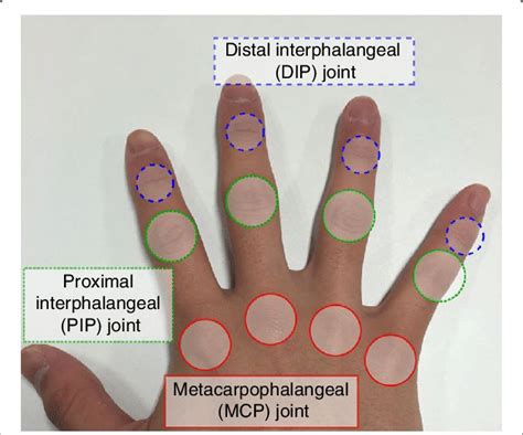 Discover the Different Types of Finger Knuckle Joints