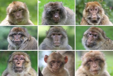 140 Monkey Faces: Testing how monkeys think about their social world ...