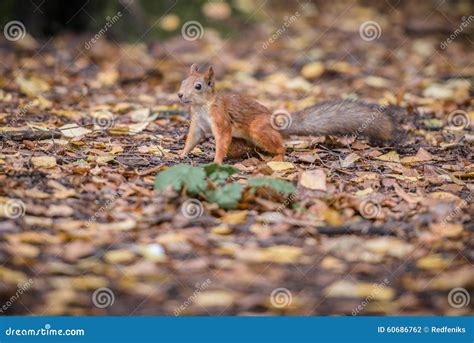 Red squirrel stock photo. Image of funny, looking, fluffy - 60686762