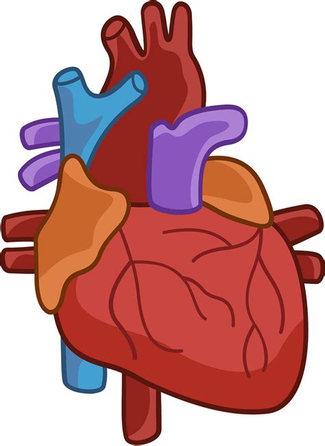 Human Heart Png File Free Transparent Png Download Pn - vrogue.co