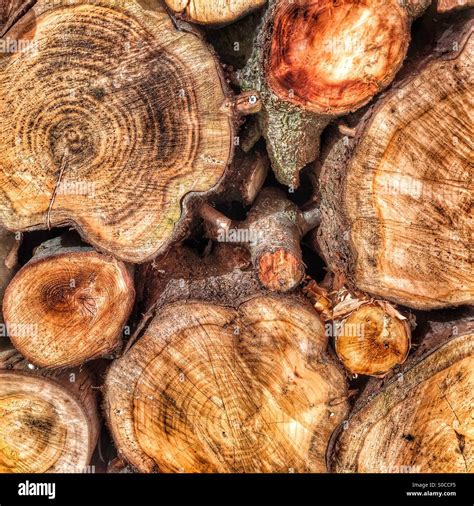 Wooden log background Stock Photo - Alamy