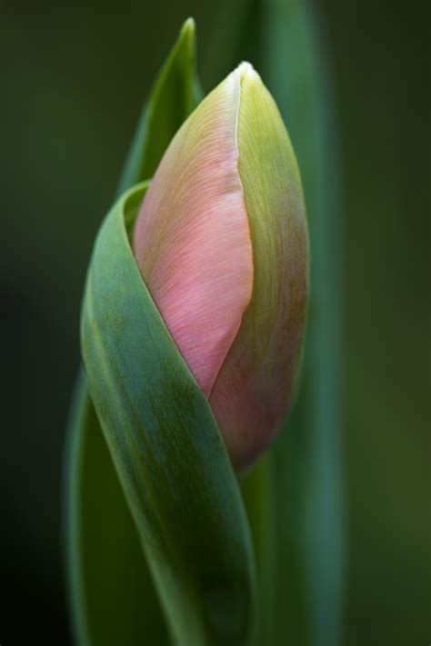 Flower Photography Tips for Capturing Stunning Photos