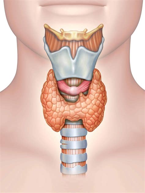 The Thyroid Gland - Location - Blood Supply - TeachMeAnatomy