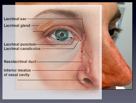 Clinical Anatomy & Operative Surgery