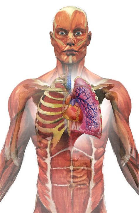 Bronchi, torso, heart, lungs and ribcage | Wacom tablet spee… | Flickr