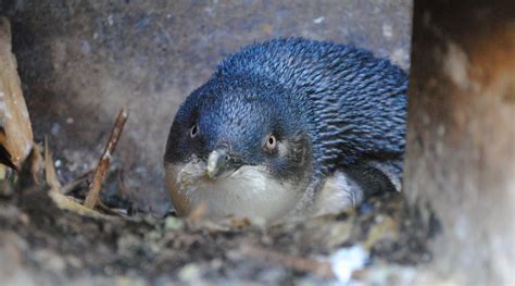 Oamaru Blue Penguin Colony : Birding NZ