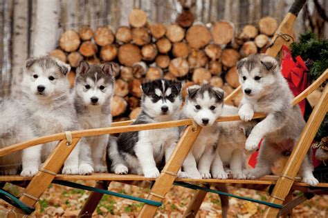 Siberian Husky Puppies In Traditional Wooden Dog Sled With Christmas ...