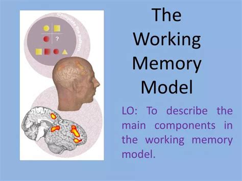 PPT - The Working Memory Model PowerPoint Presentation, free download ...