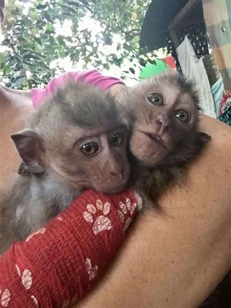 Baby Monkey Who Was Beaten By 'Owner' Can't Stop Hugging New Sister - The Dodo