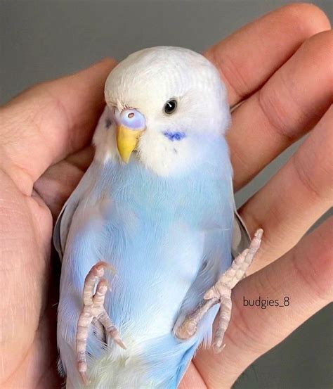 Budgies_8 on Instagram: “The baby budgie with one month old 😊 Look at these dino feet 🦖” | Love ...