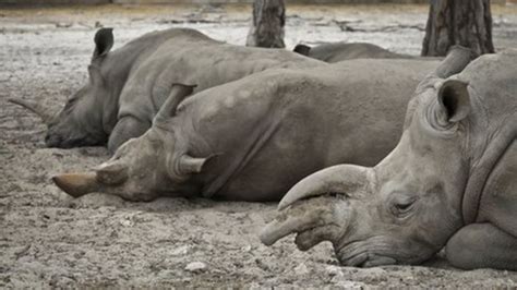 Could sound design help captive rhino breeding? - BBC News