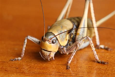 Swarms of Mormon Crickets Engulf Oregon Farms: 'Truly Biblical' : r/Shortages