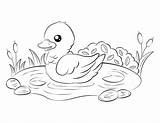 Duck Coloring Page Printable  Kidsworksheetfun sketch template