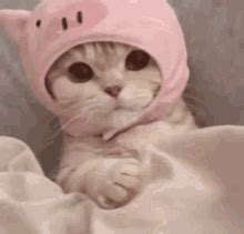 Cute Cat Gif - IceGif